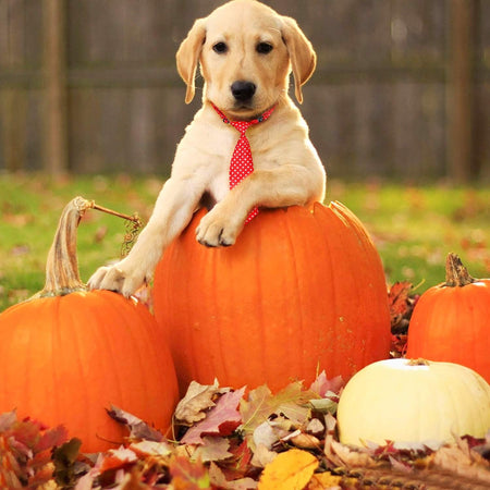 Dog Ties for Large Dogs, Pet Neck Tie, with Adjustable Collar, Bulk Bow Ties Bowties Necktie Grooming Accessories for Girl Boy Dog Valentines Holiday Birthday Wedding Cosplay Costumes